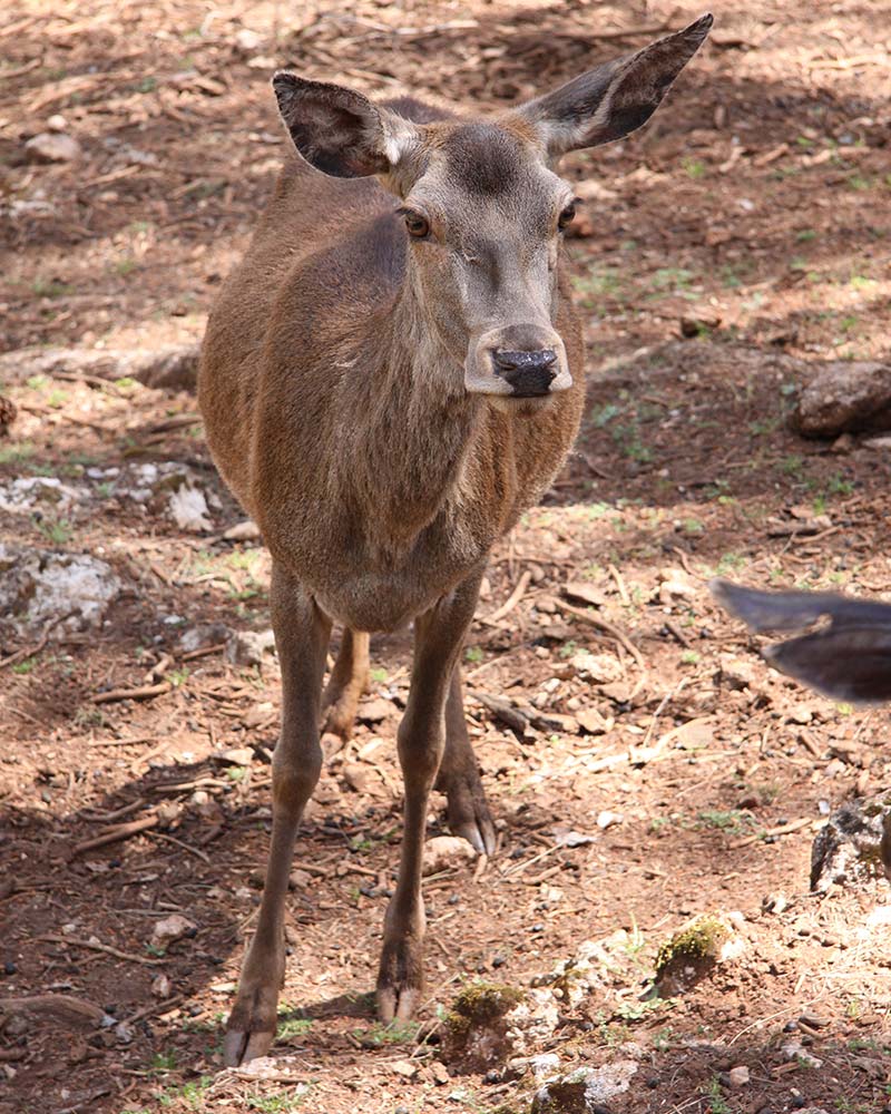 Qué hacer en Cazorla - Fauna y Flora - Cazorla Sauna y Spa