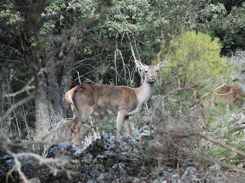Cazorla - Fauna y Flora - Cazorla Sauna y Spa