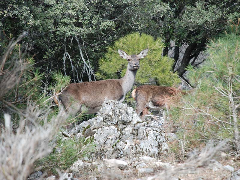 Cazorla - Fauna y Flora - Cazorla Sauna y Spa
