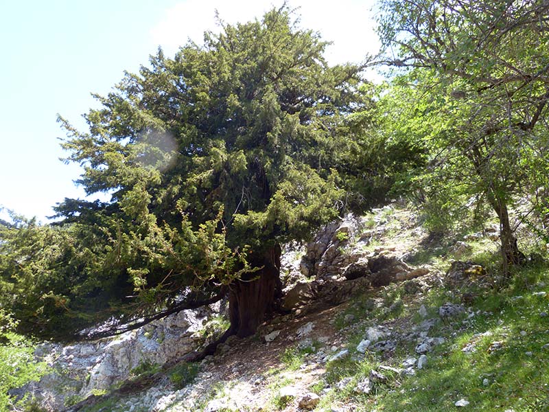 Ruta Tejos Milenarios - Qué hacer en Cazorla - Cazorla Sauna y Spa