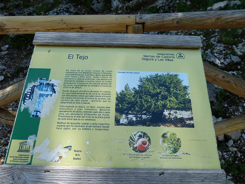Ruta Tejos Milenarios - Qué hacer en Cazorla - Cazorla Sauna y Spa